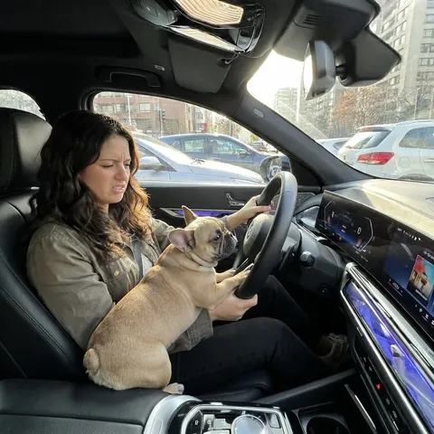 Bulldog francés suelto subido a las piernas de una conductora